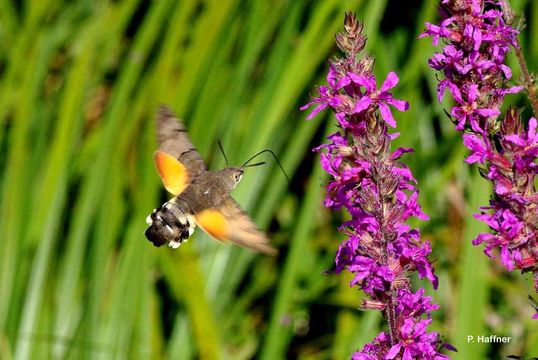 Image of humming-bird hawk moth