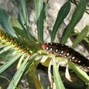 Image of Spurge Hawk Moth