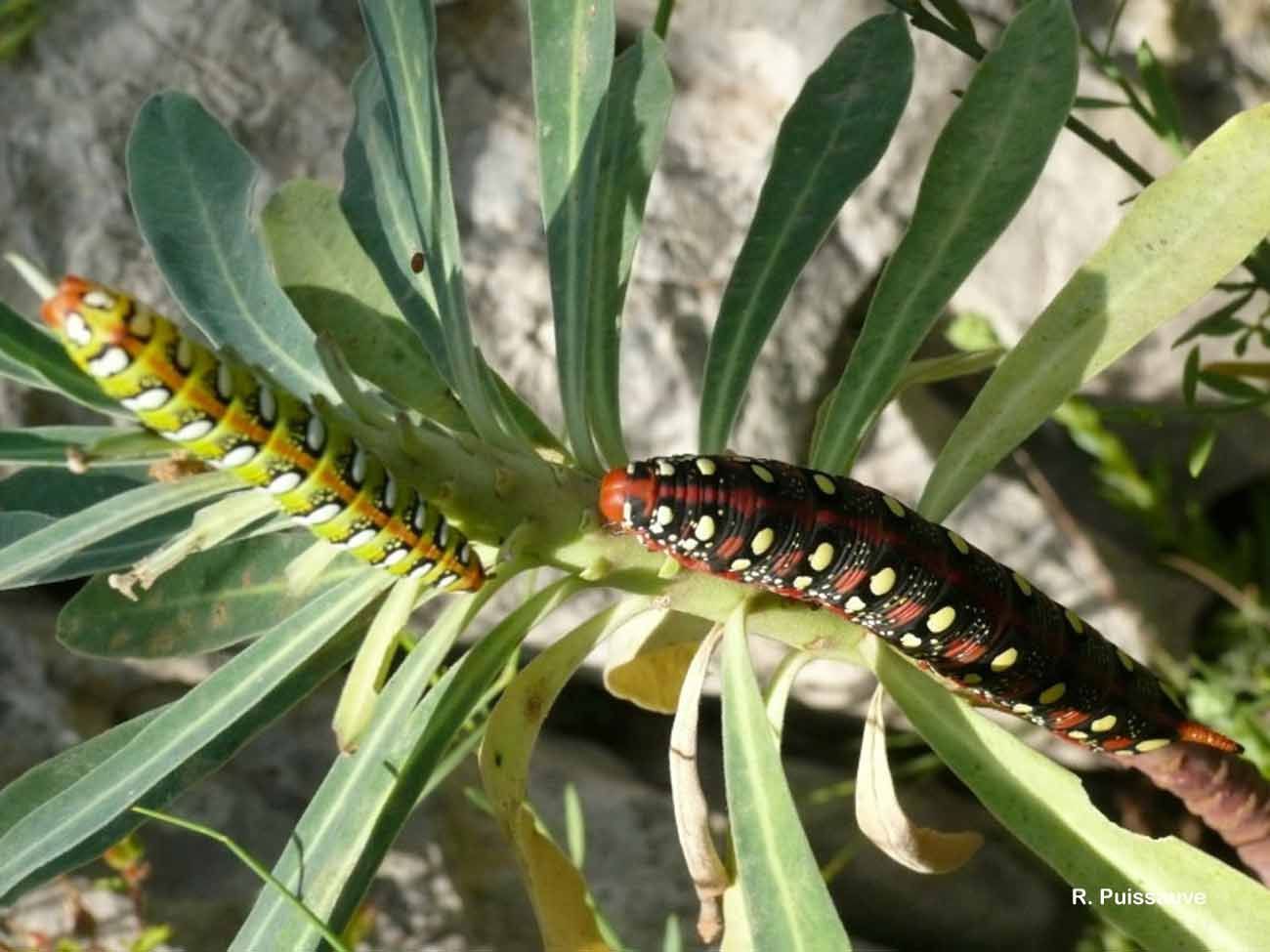 Image of Spurge Hawk Moth