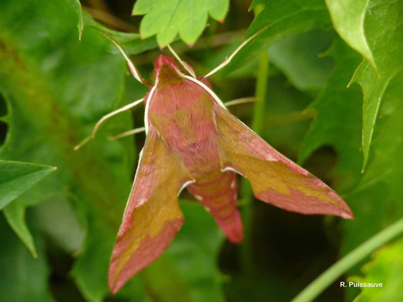 Image of small elephant hawk-moth