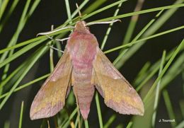 Image of small elephant hawk-moth