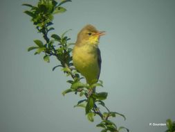 Image of Melodious Warbler