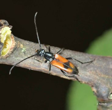 Image de Stenurella (Priscostenurella) bifasciata (Müller 1776)