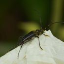 Image of small black longhorn beetle