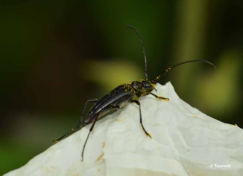 Image of small black longhorn beetle