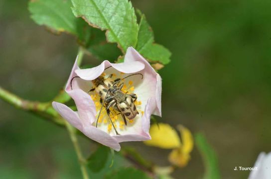 Image de Pachytodes cerambyciformis (Schrank 1781)