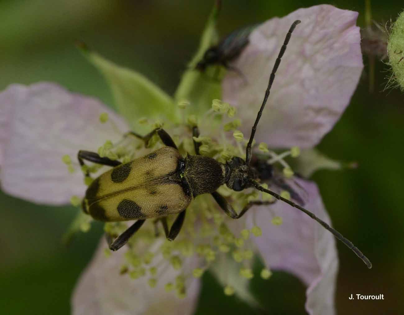 Image de Pachytodes cerambyciformis (Schrank 1781)