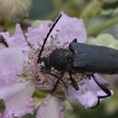 Image de Stictoleptura scutellata (Fabricius 1781)