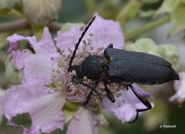 Imagem de Stictoleptura scutellata (Fabricius 1781)