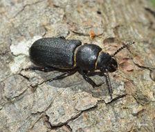 Image of black longicorn beetle