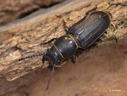 Image of black longicorn beetle