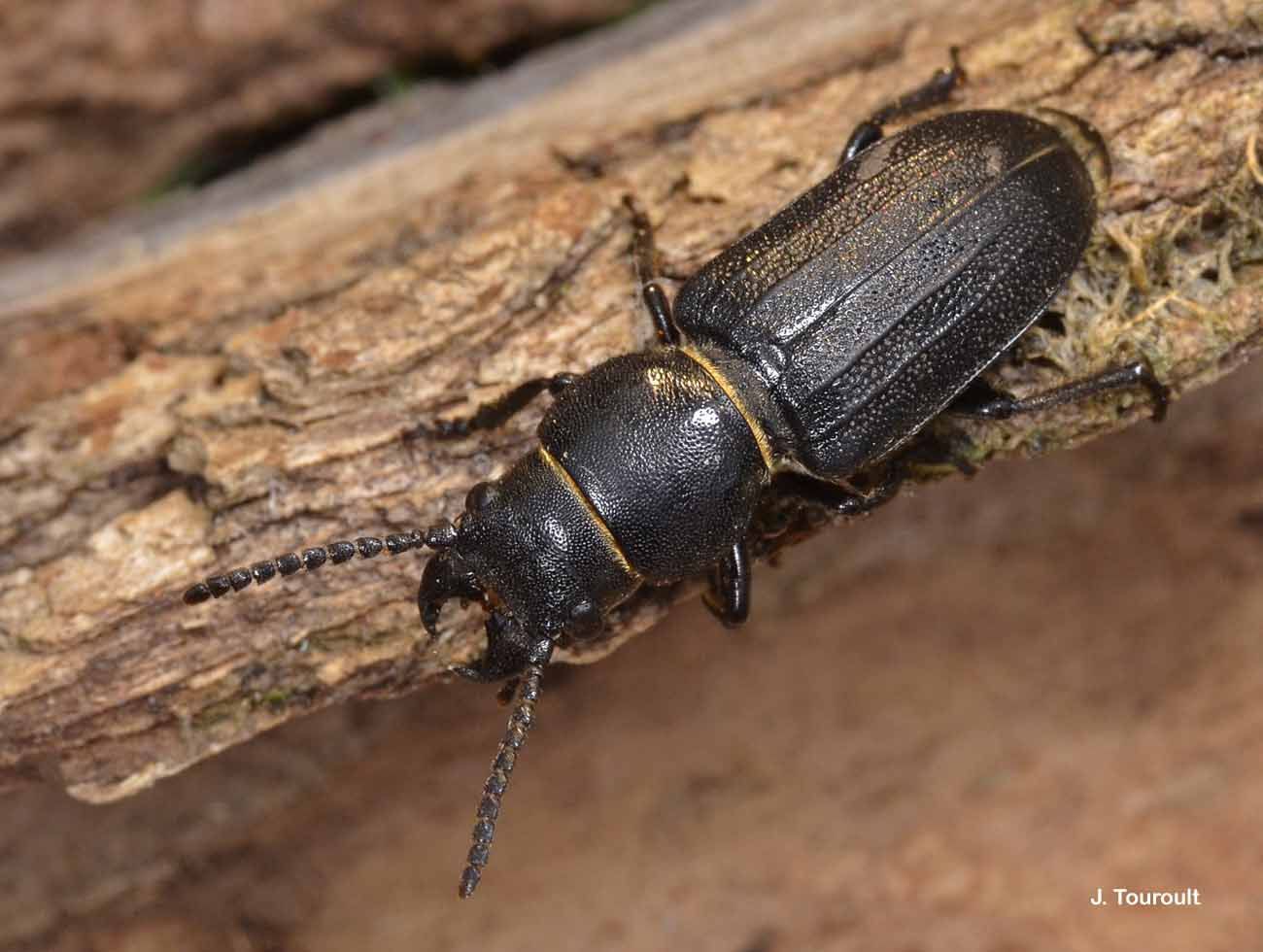 Image of black longicorn beetle