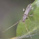 Image of Long-horned beetle