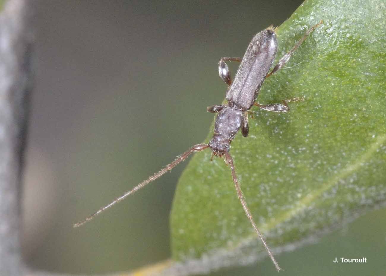 Image of Long-horned beetle