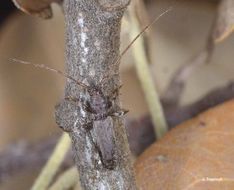 Image of Long-horned beetle