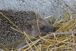 Image of hedgehog, west european hedgehog, western hedgehog