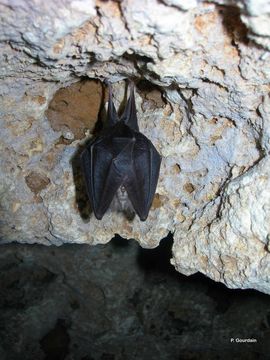 Image of Lesser Horseshoe Bat