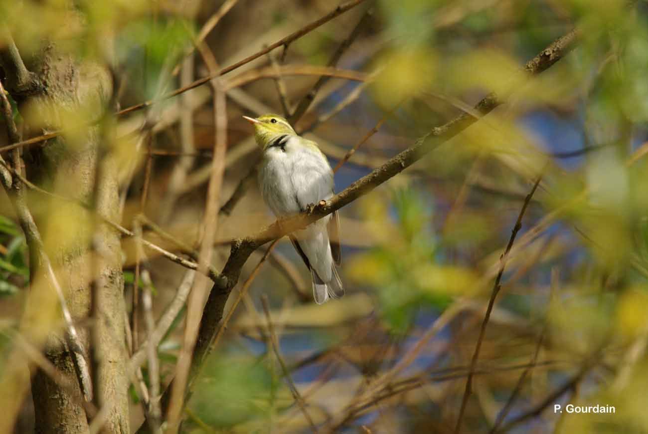 Image of Wood Warbler