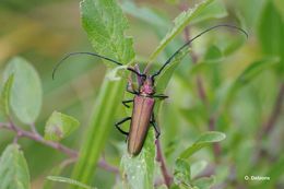 Image of Musk beetle