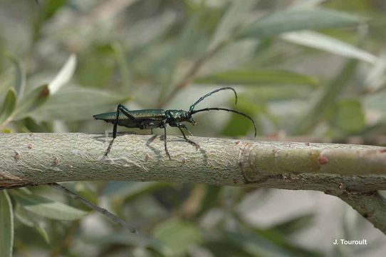 Image of Musk beetle