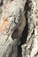 Image of noctule, common noctule