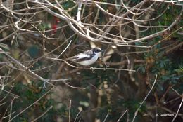 Image of European Pied Flycatcher