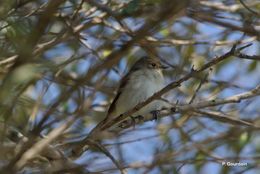 Image of European Pied Flycatcher