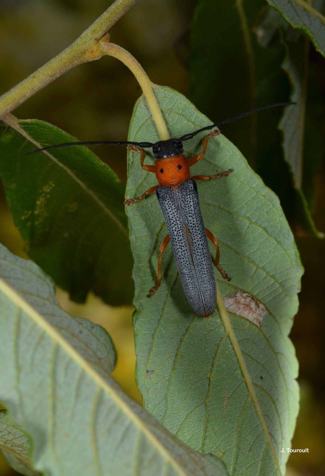 Image of Twin spot longhorn beetle