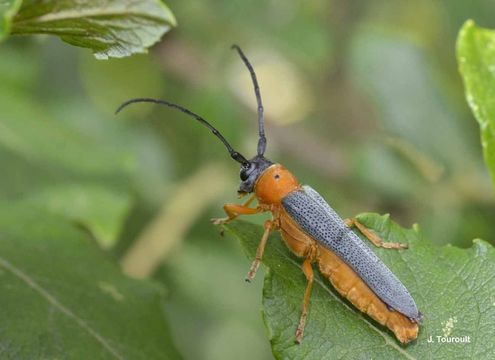 Image of Twin spot longhorn beetle