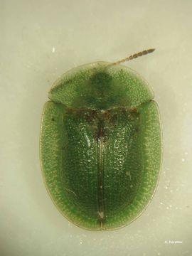 Image of Cassida (Odontionycha) viridis Linnaeus 1758