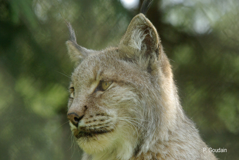 Image of Eurasian lynx