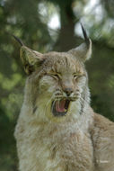 Image of Eurasian lynx