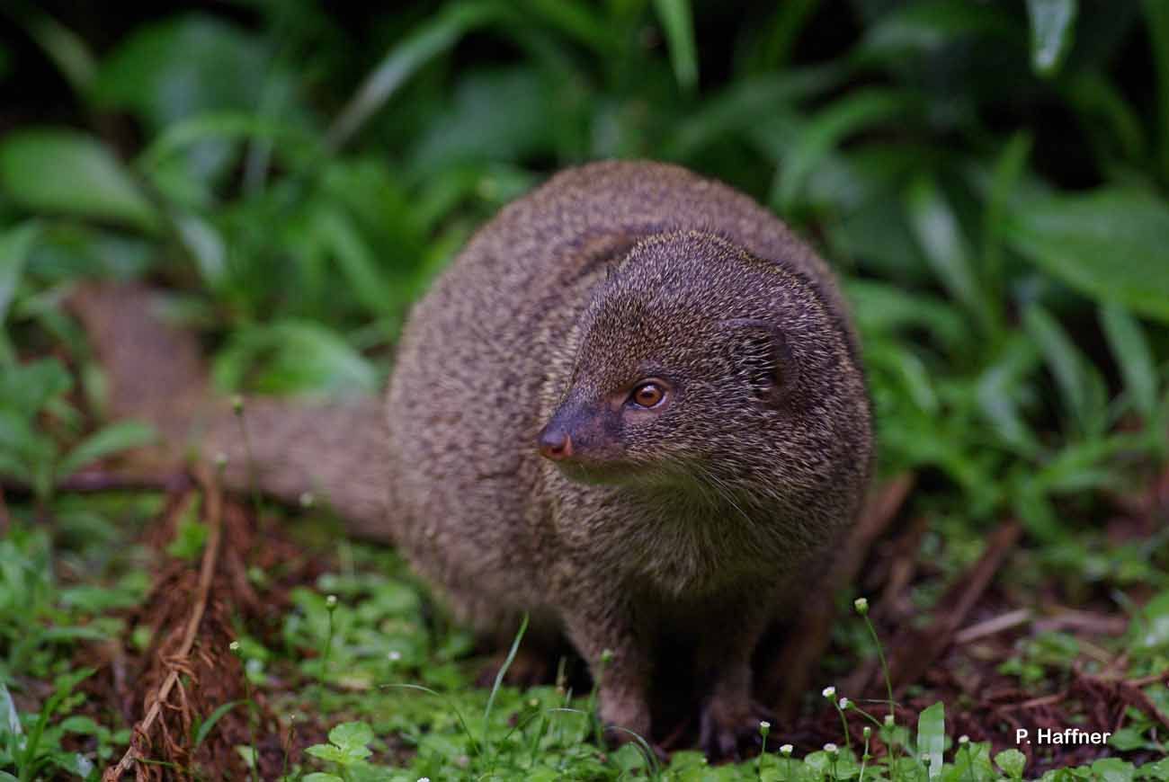 Image of Gold-speckled mongoose