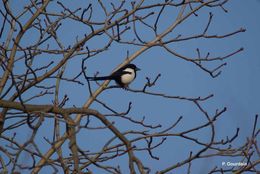 Image of Common Magpie