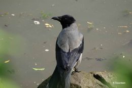 Imagem de Corvus cornix Linnaeus 1758