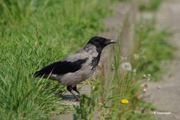 Imagem de Corvus cornix Linnaeus 1758