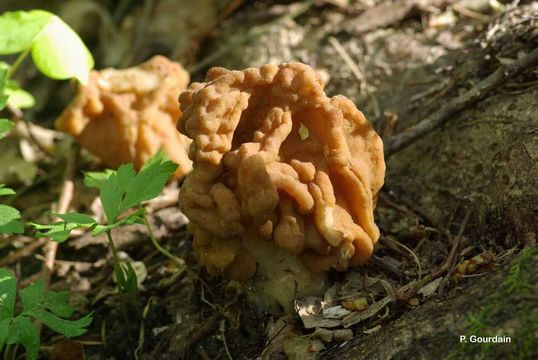 Image of Gyromitra esculenta (Pers.) Fr. 1849