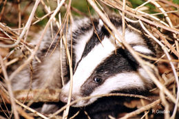 Image of Eurasian badger