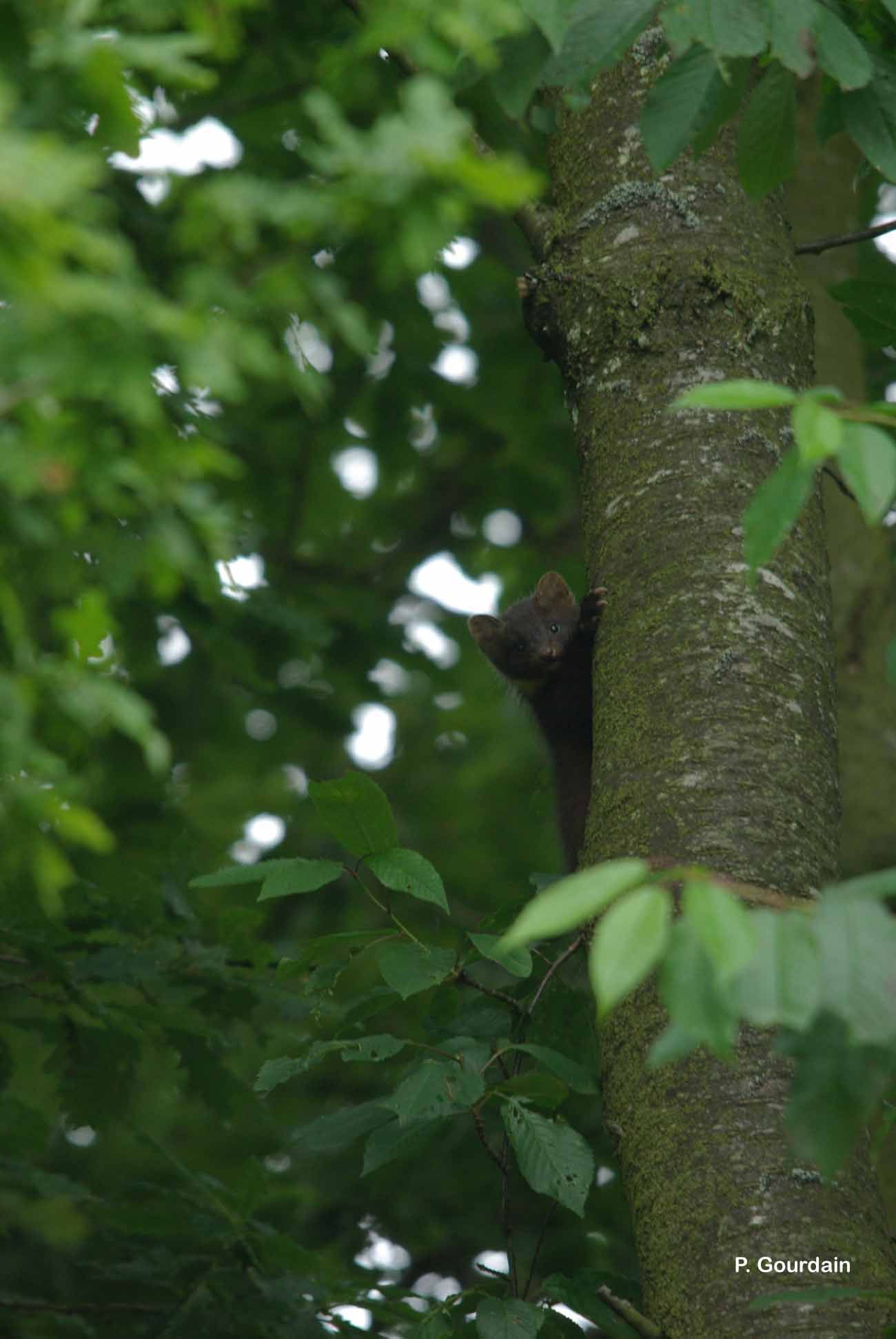 Image of European Pine Marten