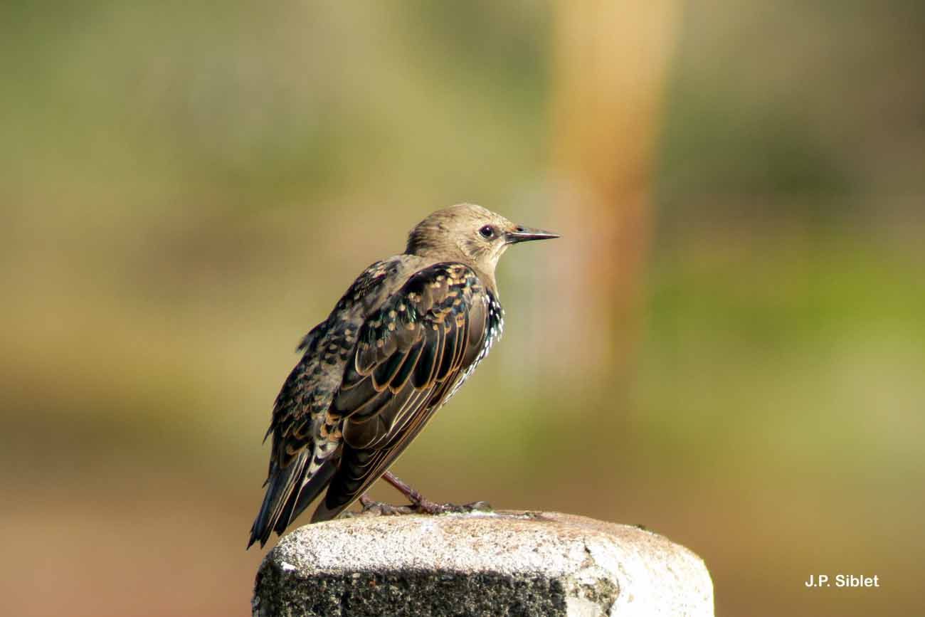 Image of Common Starling