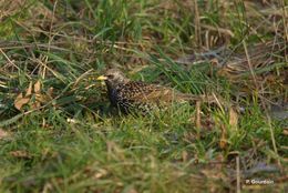 Image of Common Starling