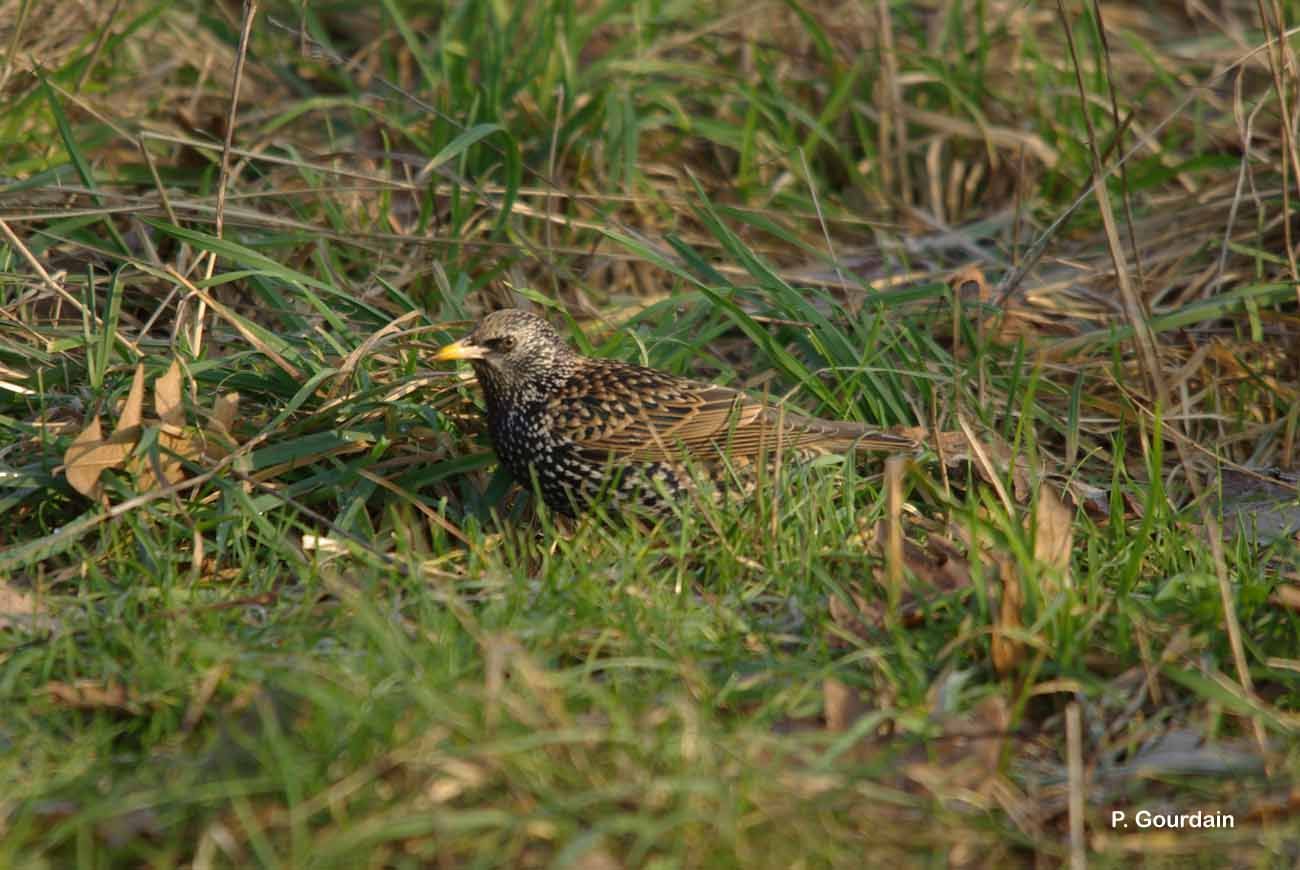 Image of Common Starling