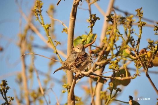 Image of House Sparrow