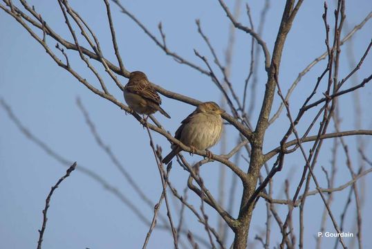 Image of House Sparrow