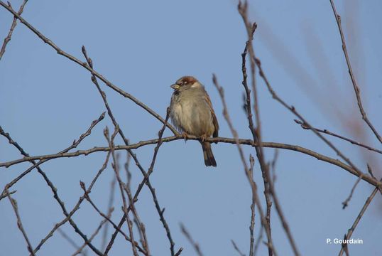 Image of House Sparrow