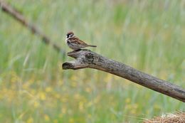 Image of Eurasian Tree Sparrow