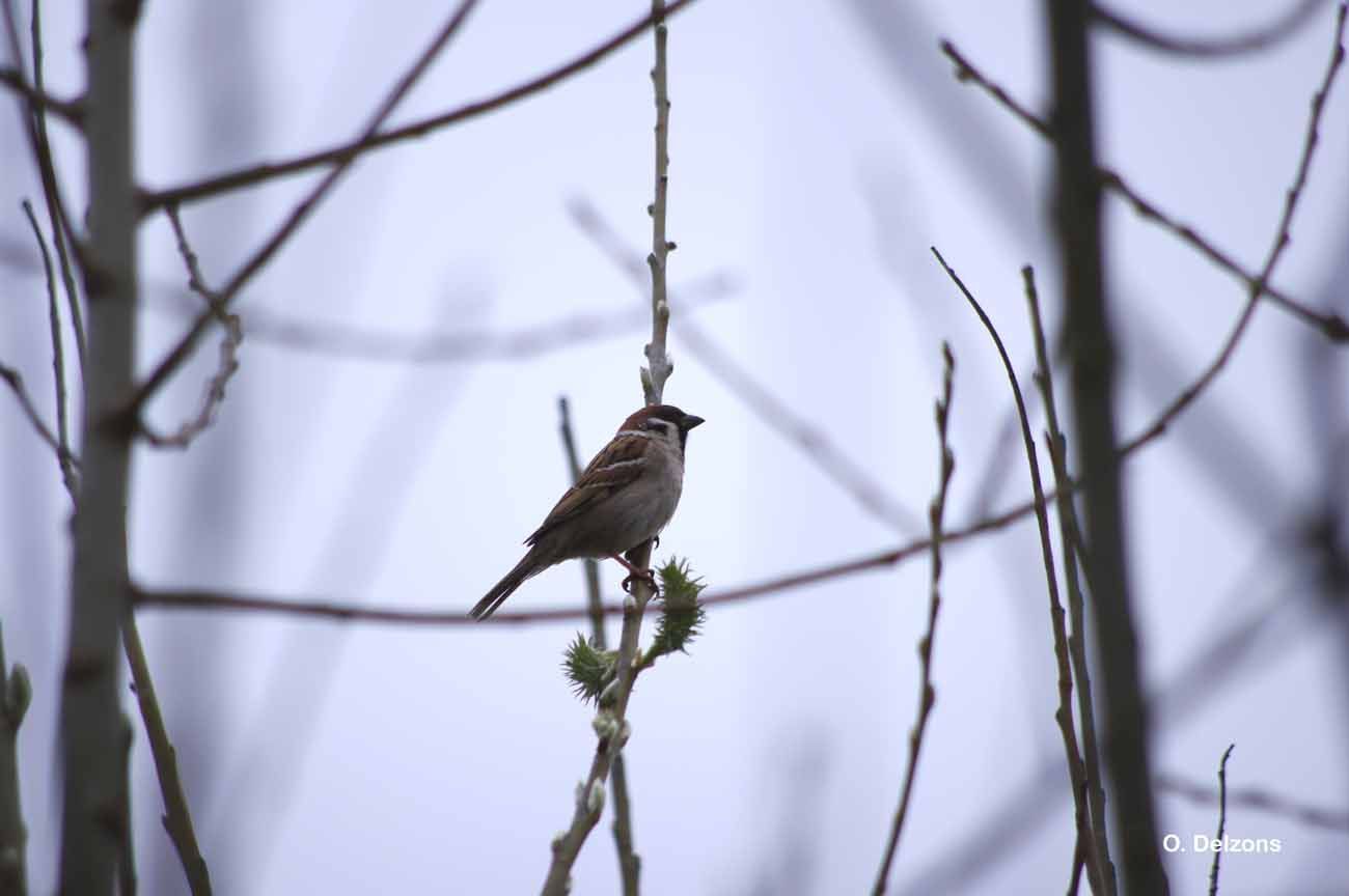 Image of Eurasian Tree Sparrow