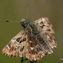 Image of Mallow Skipper