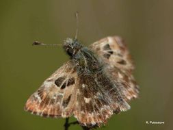 Image of Mallow Skipper