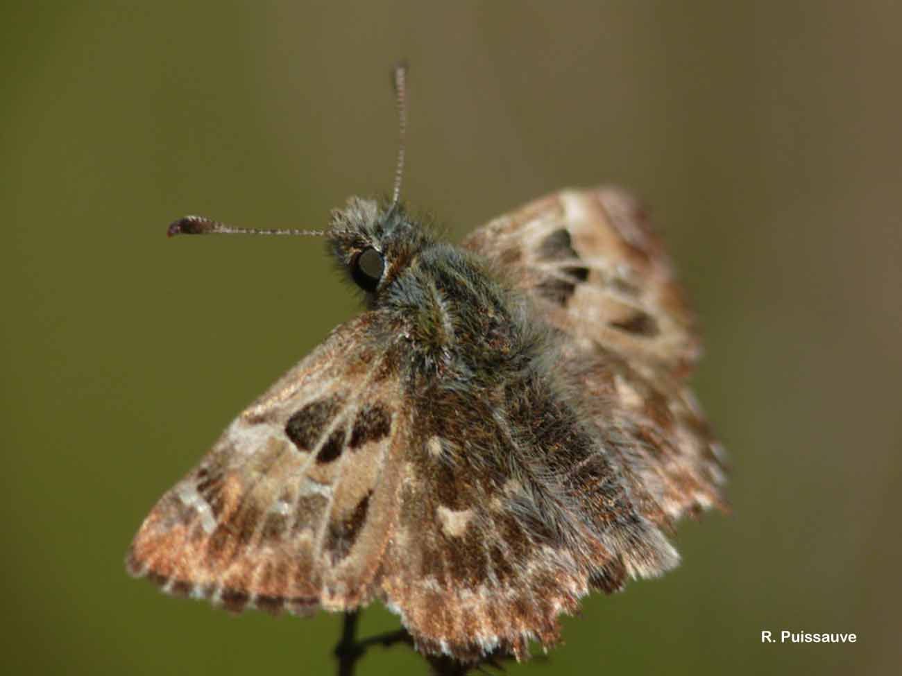 Image of Mallow Skipper